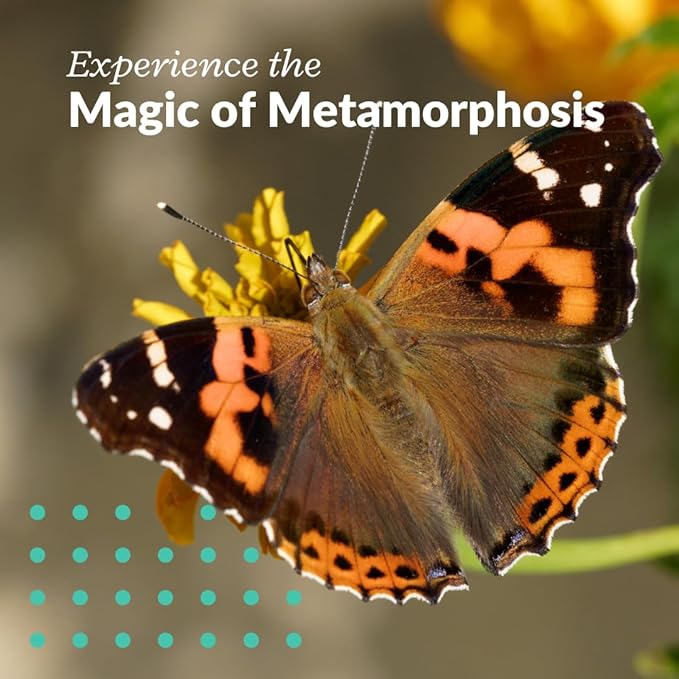 Clearwater Butterfly Live Painted Lady Butterflies - 10 Live Caterpillars - Live Caterpillars to Butterflies - Caterpillars for Butterfly Kit - Mesh Cage Not Included - Live Butterfly Kit - 10 Count