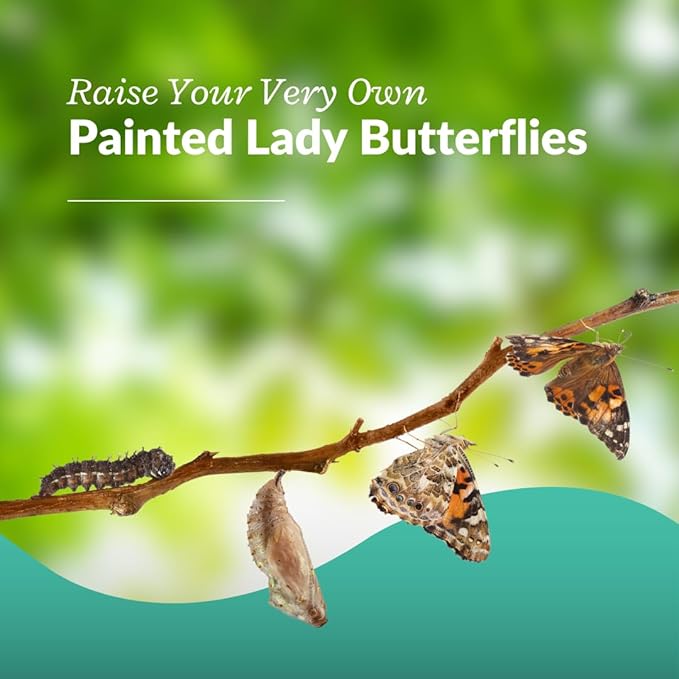 Clearwater Butterfly Live Painted Lady Butterflies - Butterfly Growing Kit with Live Caterpillars - Mesh Cage Included - Butterfly Habitat - 10 Live Caterpillars to Butterflies - Live Butterfly Kit