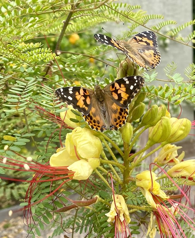 Insect Lore Two Cups of Live Caterpillars - 10 Live Painted Lady Caterpillars with Food - Includes Bonus Butterfly Life Cycle Figurines - Refill for Butterfly Garden Habitat